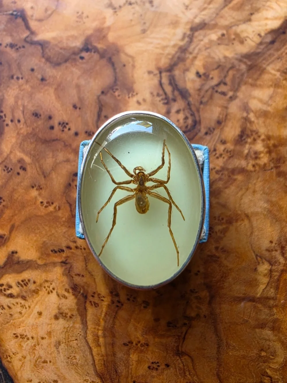 Fine Silver & Brown Recluse Spider Ring (Glows in the Dark!)